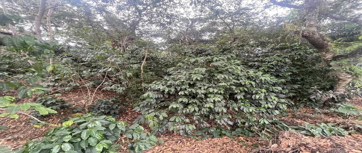 Foto de terreno habitacional en venta en principal 22, san marcos de león (san marcos), xico, veracruz de ignacio de la llave, 0 No. 04