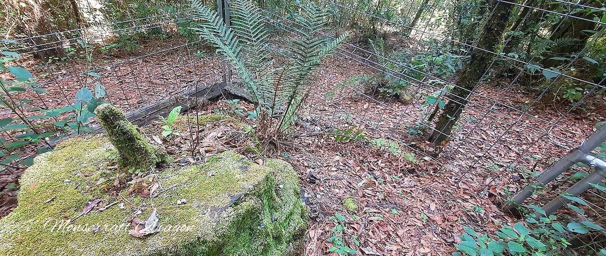Foto de terreno habitacional en privada , cuadrilla de dolores, valle de bravo, méxico, 26550102 foto 03 Foto de terreno habitacional en venta en privada , cuadrilla de dolores, valle de bravo, méxico, 26550102 No. 03