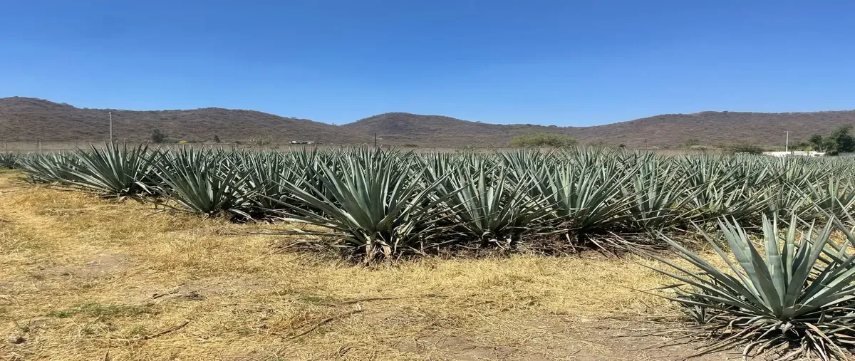 Foto de terreno comercial en venta en prolongacion niños héroes 10 14, san agustin, tlajomulco de zúñiga, jalisco, 0 No. 03