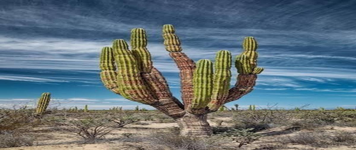 Foto de terreno habitacional en , pueblo nuevo, la paz, baja california sur, 29402859 foto 05 Foto de terreno habitacional en venta en , pueblo nuevo, la paz, baja california sur, 29402859 No. 05