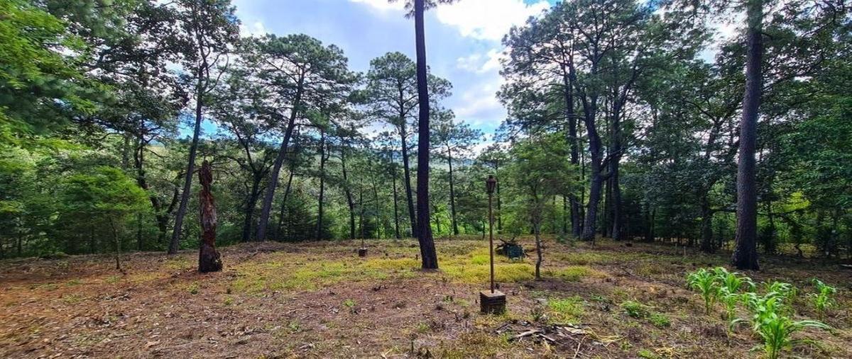 Foto de terreno habitacional en puerta del zapatero , puerta del zapatero, mazamitla, jalisco, 0 foto 02 Foto de terreno habitacional en venta en puerta del zapatero , puerta del zapatero, mazamitla, jalisco, 0 No. 02