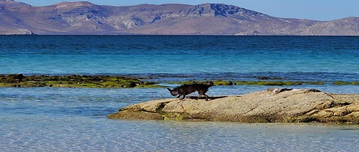 Foto de terreno habitacional en venta en  , puerto de pichilingue, la paz, baja california sur, 0 No. 05