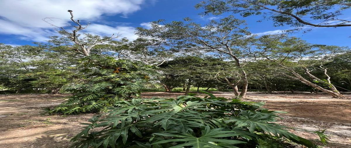 Foto de terreno habitacional en venta en  , puerto morelos, benito juárez, quintana roo, 0 No. 05