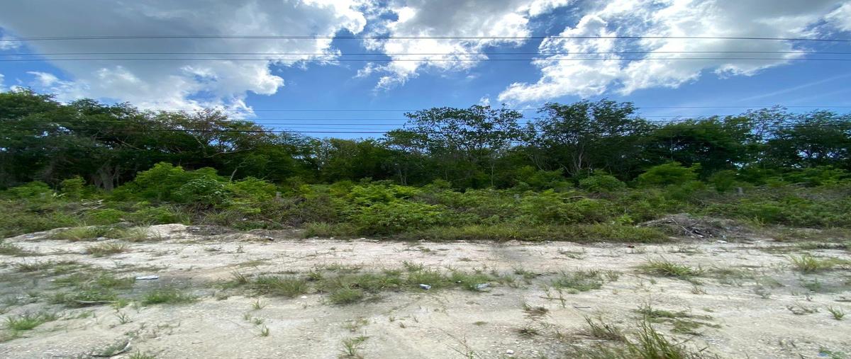 Foto de terreno habitacional en , puerto morelos, benito juárez, quintana roo, 30309710 foto 05 Foto de terreno habitacional en venta en , puerto morelos, benito juárez, quintana roo, 30309710 No. 05