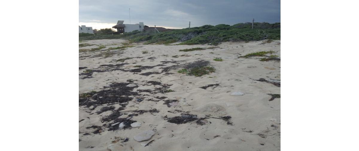 Foto de terreno habitacional en venta en  , puerto morelos, puerto morelos, quintana roo, 18087689 No. 05