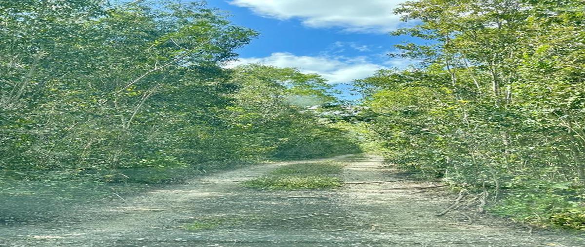 Foto de terreno habitacional en venta en  , puerto morelos, puerto morelos, quintana roo, 26116354 No. 04
