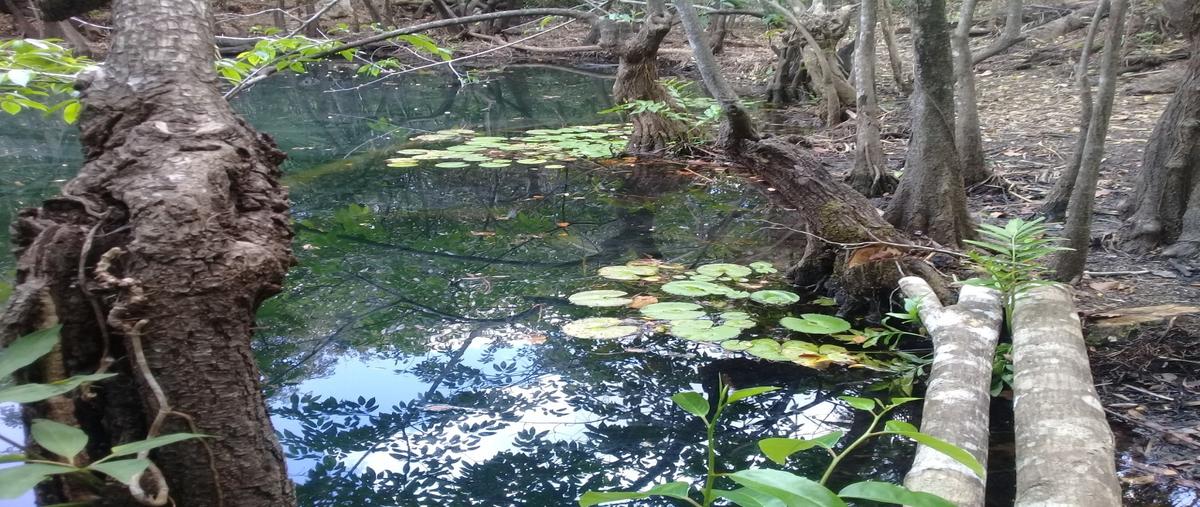 Foto de terreno habitacional en , puerto morelos, puerto morelos, quintana roo, 27773191 foto 01 Foto de terreno habitacional en venta en , puerto morelos, puerto morelos, quintana roo, 27773191 No. 01