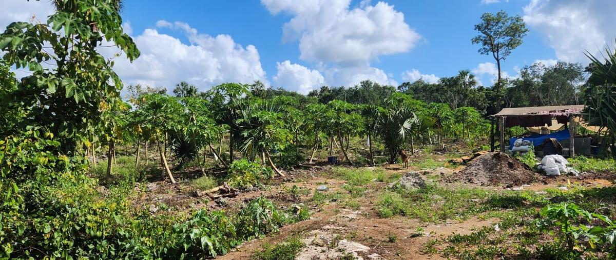 Foto de terreno habitacional en venta en  , puerto morelos, puerto morelos, quintana roo, 0 No. 03