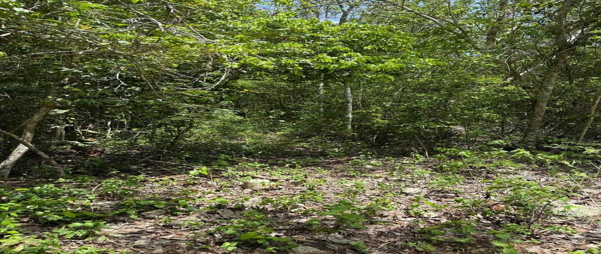 Foto de terreno habitacional en venta en  , puerto morelos, puerto morelos, quintana roo, 29846674 No. 05