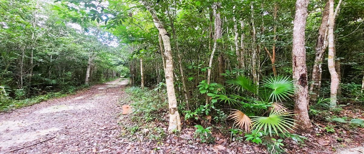 Foto de terreno habitacional en venta en  , puerto morelos, puerto morelos, quintana roo, 0 No. 05