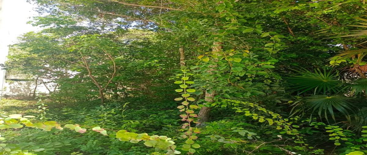 Foto de terreno habitacional en , puerto morelos, puerto morelos, quintana roo, 31000043 foto 03 Foto de terreno habitacional en venta en , puerto morelos, puerto morelos, quintana roo, 31000043 No. 03