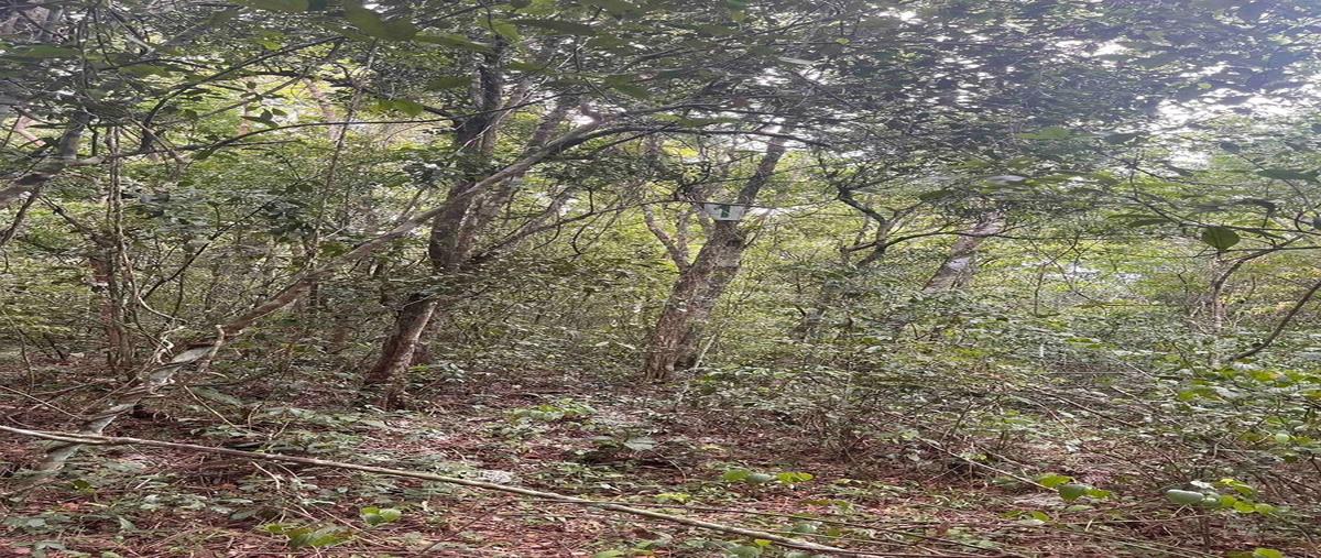 Foto de terreno habitacional en venta en  , puerto morelos, puerto morelos, quintana roo, 0 No. 04