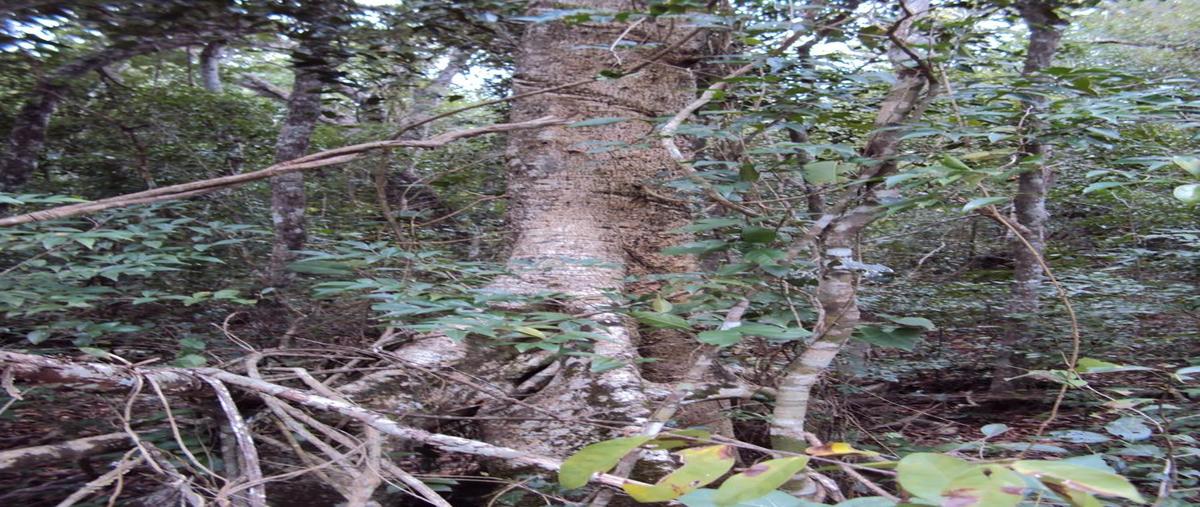 Foto de terreno habitacional en venta en  , puerto morelos, puerto morelos, quintana roo, 0 No. 05