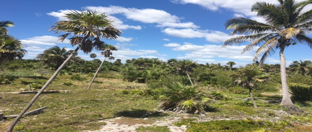 Foto de terreno habitacional en venta en puerto morleos , puerto morelos, puerto morelos, quintana roo, 20507844 No. 03
