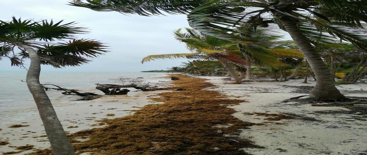 Foto de terreno habitacional en venta en punta allen , javier rojo gómez (punta allen), tulum, quintana roo, 26412249 No. 05