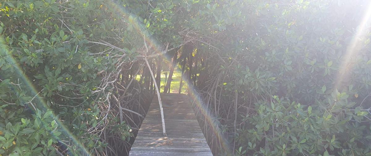 Foto de terreno habitacional en venta en  , quintana roo, quintana roo, yucatán, 0 No. 04