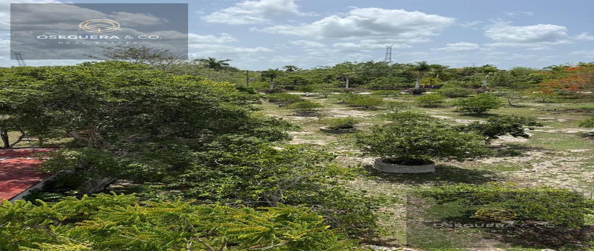 Foto de terreno habitacional en , quintana roo, quintana roo, yucatán, 30052198 foto 02 Foto de terreno habitacional en venta en , quintana roo, quintana roo, yucatán, 30052198 No. 02
