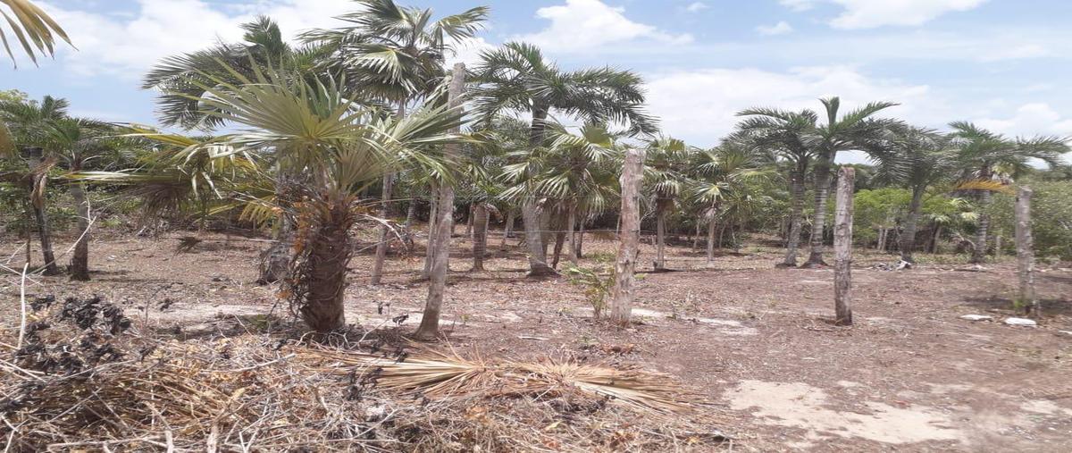 Foto de terreno habitacional en , quintana roo, quintana roo, yucatán, 31338134 foto 05 Foto de terreno habitacional en venta en , quintana roo, quintana roo, yucatán, 31338134 No. 05