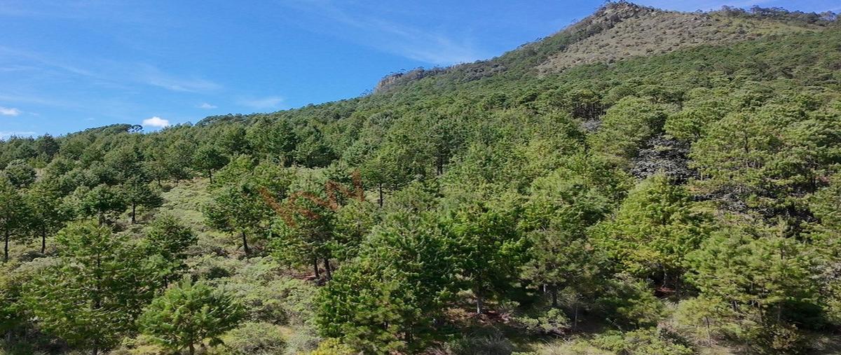 Foto de terreno habitacional en venta en rancho agualinda , tlamimilolpa, acaxochitlán, hidalgo, 0 No. 03