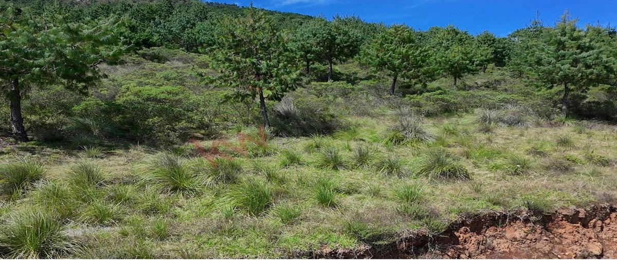 Foto de terreno habitacional en venta en rancho agualinda , tlamimilolpa, acaxochitlán, hidalgo, 0 No. 05