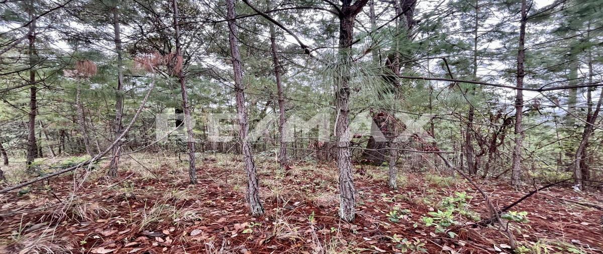 Foto de terreno habitacional en rancho cieneguillas , cieneguillas de gonzález (cieneguillas), temascaltepec, méxico, 0 foto 04 Foto de terreno habitacional en venta en rancho cieneguillas , cieneguillas de gonzález (cieneguillas), temascaltepec, méxico, 0 No. 04