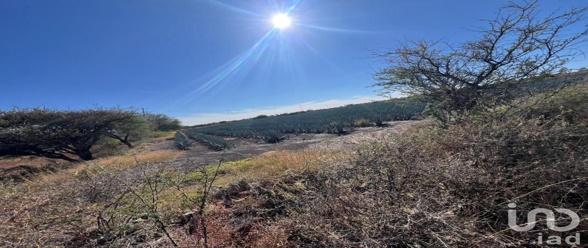 Foto de terreno habitacional en venta en rancho el grande 82, rancho espinoza, cuerámaro, guanajuato, 30854934 No. 05