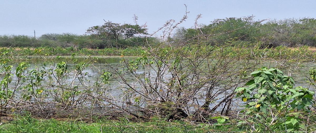 Foto de rancho en venta en rancho el trebol , lópez rayón, gonzález, tamaulipas, 28131511 No. 02