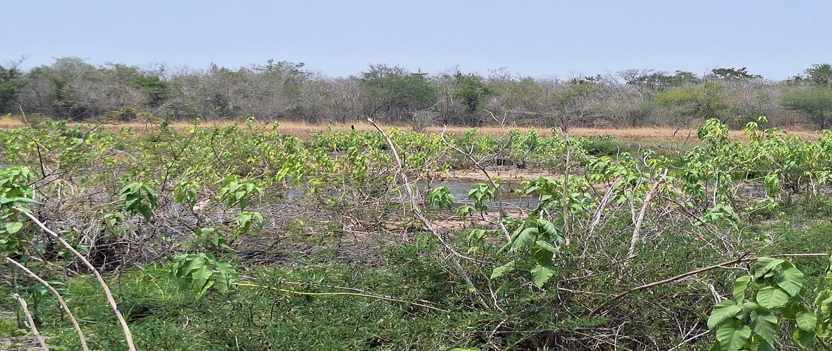 Foto de rancho en venta en rancho el trebol , lópez rayón, gonzález, tamaulipas, 28131511 No. 04