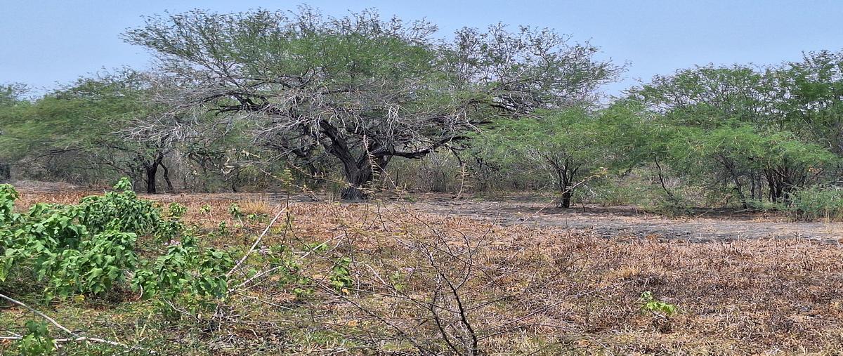 Foto de rancho en venta en rancho el trebol , lópez rayón, gonzález, tamaulipas, 28131511 No. 05