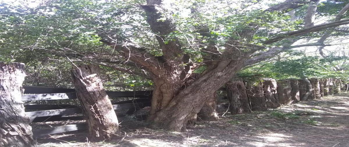 Foto de rancho en venta en rancho las yucas , las alazanas, aldama, tamaulipas, 26010163 No. 03