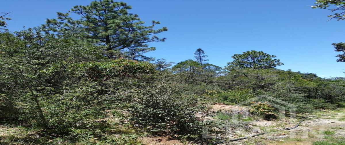 Foto de terreno habitacional en venta en  , rancho nuevo, arteaga, coahuila de zaragoza, 28562910 No. 04