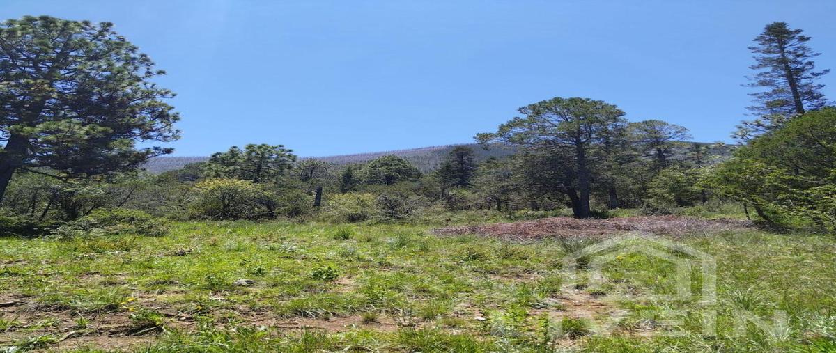 Foto de terreno habitacional en venta en  , rancho nuevo, arteaga, coahuila de zaragoza, 28562910 No. 05