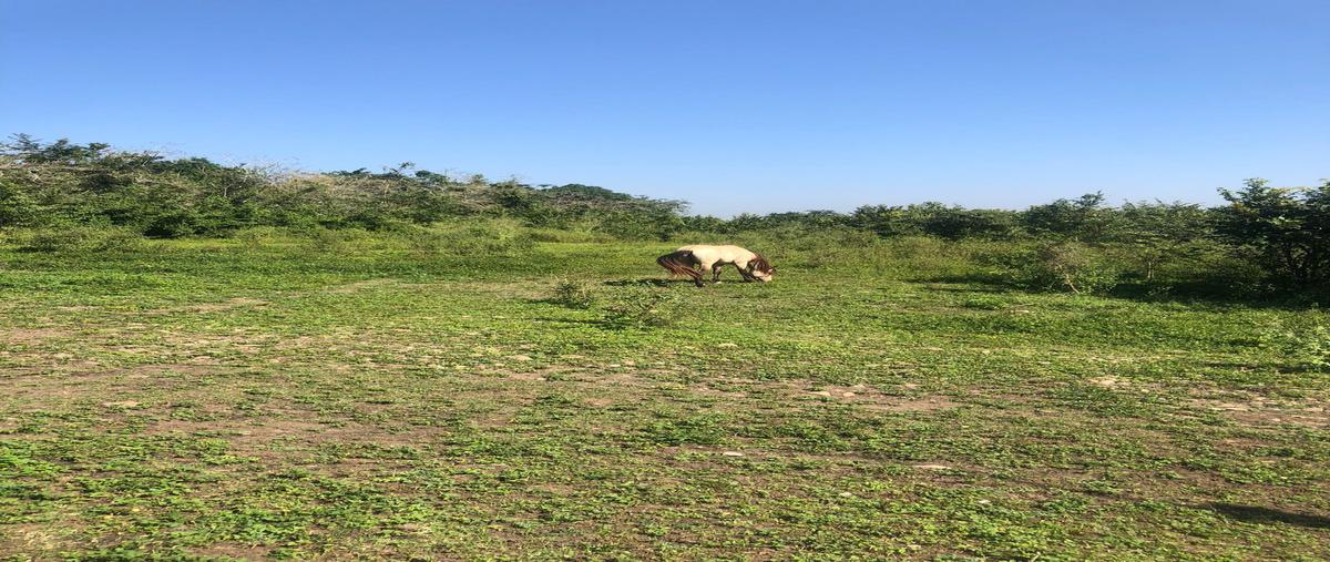 Foto de terreno comercial en venta en rancho nuevo , úrsulo galvan, tihuatlán, veracruz de ignacio de la llave, 28174010 No. 03