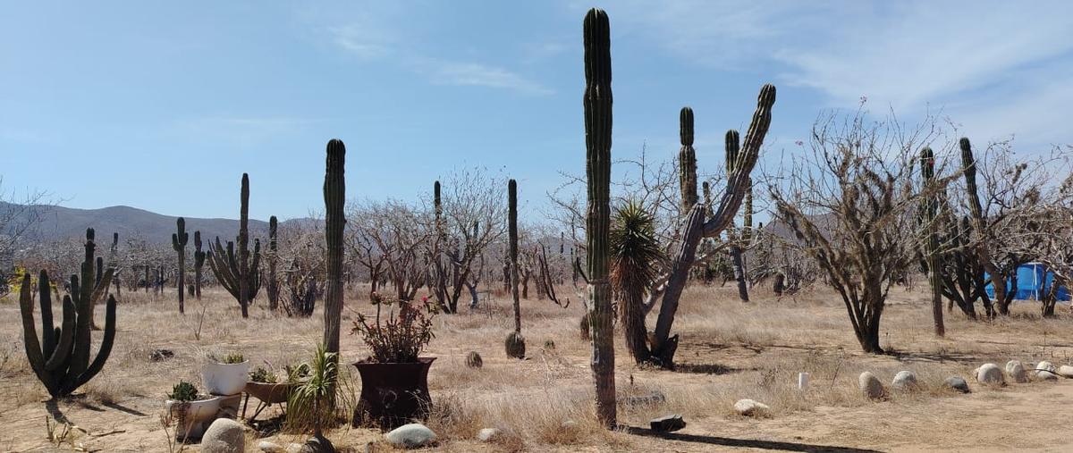 Foto de rancho en venta en rancho roca viva , pescadero, la paz, baja california sur, 31510459 No. 05