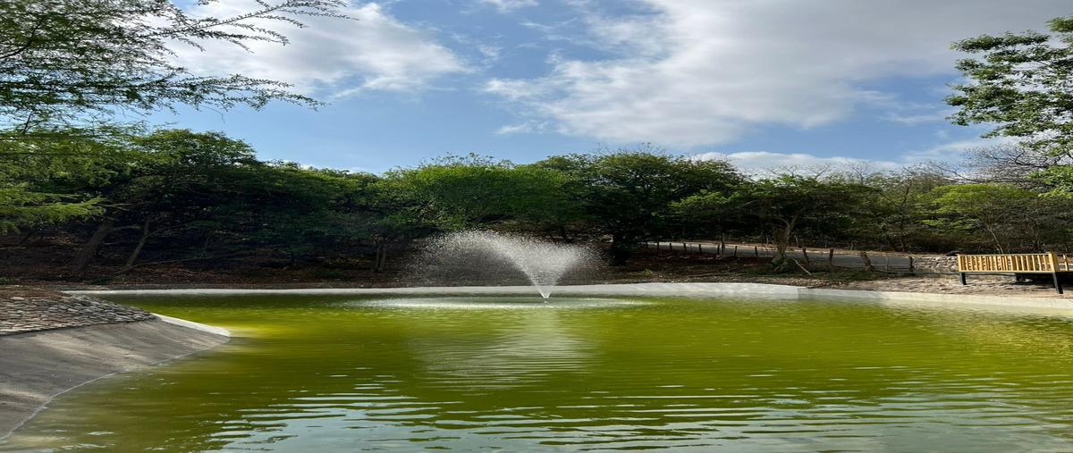 Foto de terreno habitacional en rayones , el pastor, montemorelos, nuevo león, 0 foto 01 Foto de terreno habitacional en venta en rayones , el pastor, montemorelos, nuevo león, 0 No. 01