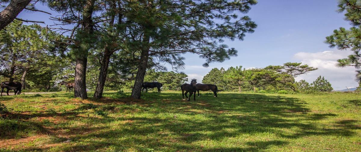 Foto de terreno habitacional en venta en real de encinos , tapalpa, tapalpa, jalisco, 25379779 No. 05