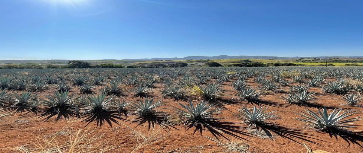 Foto de rancho en venta en refugio , el refugio, tepic, nayarit, 0 No. 05