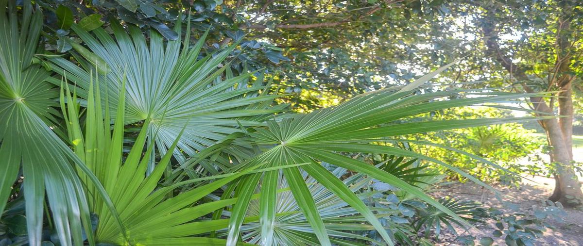Foto de terreno habitacional en venta en region 8 , maya pax, tulum, quintana roo, 0 No. 04