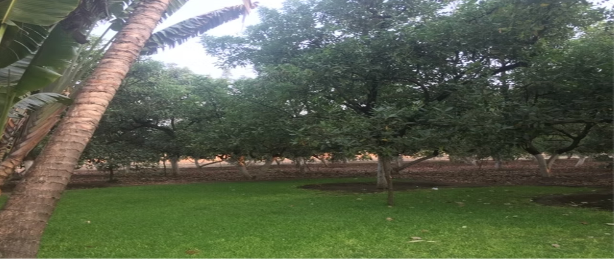 Foto de terreno habitacional en venta en remolino 4 , ixtlahuacan, yautepec, morelos, 30583835 No. 04