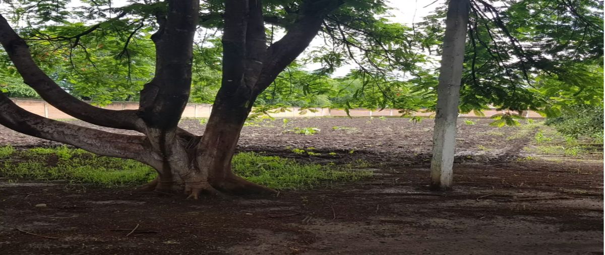 Foto de terreno habitacional en venta en remolino 4 , ixtlahuacan, yautepec, morelos, 30583835 No. 05