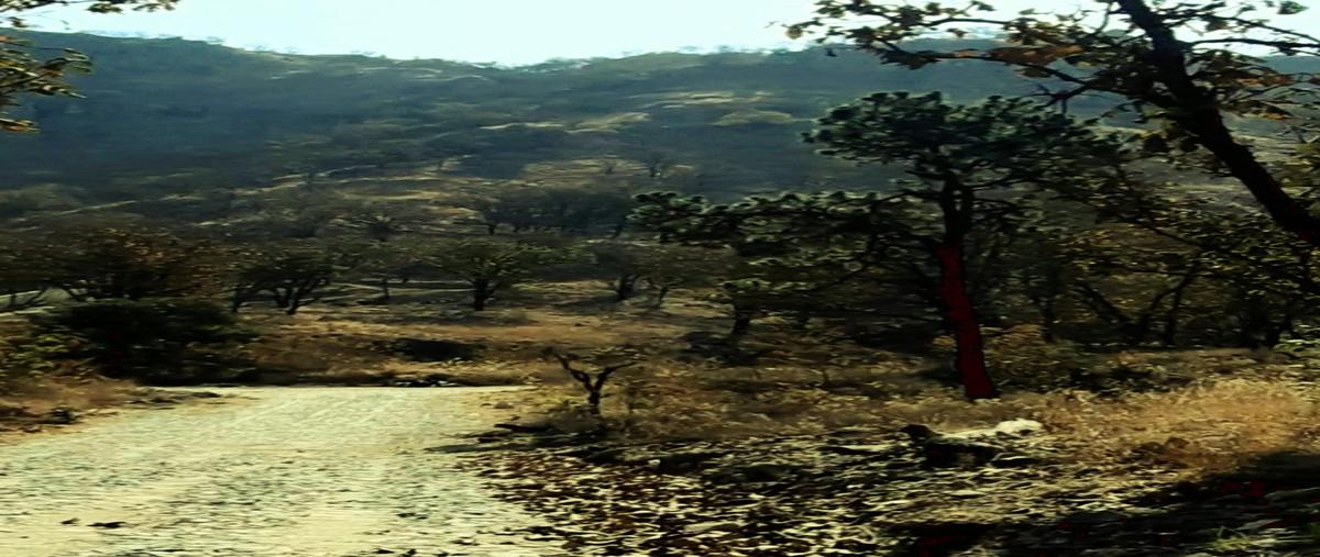 Foto de terreno habitacional en , residencial parque virreyes, zapopan, jalisco, 27776101 foto 04 Foto de terreno habitacional en venta en , residencial parque virreyes, zapopan, jalisco, 27776101 No. 04