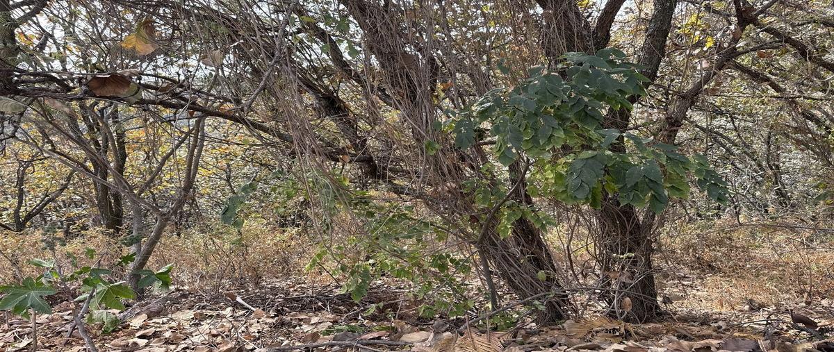 Foto de terreno habitacional en venta en retorno de las águilas , el palomar secc bosques, tlajomulco de zúñiga, jalisco, 29225303 No. 03