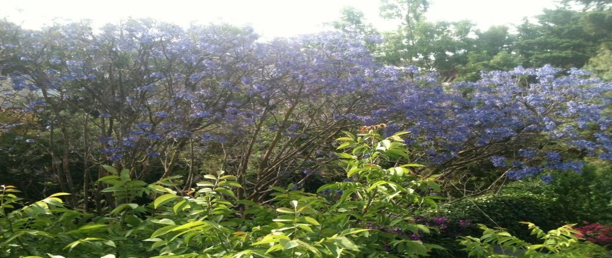 Foto de casa en venta en retorno julieta , lomas de chapultepec viii sección, miguel hidalgo, df / cdmx, 29095509 No. 05