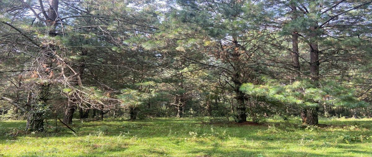 Foto de terreno habitacional en venta en  , rincón villa del valle, valle de bravo, méxico, 25725578 No. 03