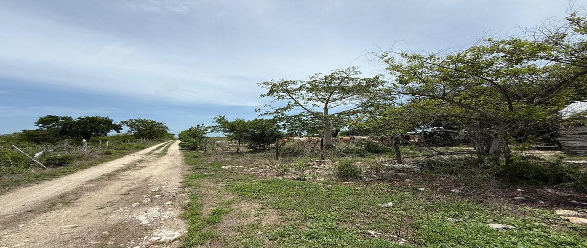 Foto de terreno habitacional en venta en  , rio lagartos, río lagartos, yucatán, 0 No. 03