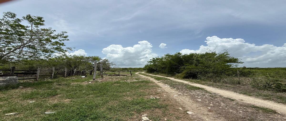 Foto de terreno habitacional en venta en  , rio lagartos, río lagartos, yucatán, 0 No. 04