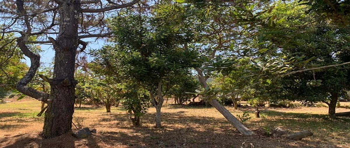 Foto de terreno habitacional en venta en rosalio lópez , santa catarina, uruapan, michoacán de ocampo, 29790023 No. 04
