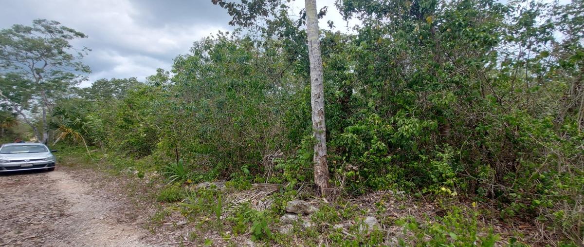 Foto de terreno habitacional en ruta de los cenotes carretera leona vicario - puerto morelos , leona vicario, puerto morelos, quintana roo, 26499310 foto 01 Foto de terreno habitacional en venta en ruta de los cenotes carretera leona vicario - puerto morelos , leona vicario, puerto morelos, quintana roo, 26499310 No. 01