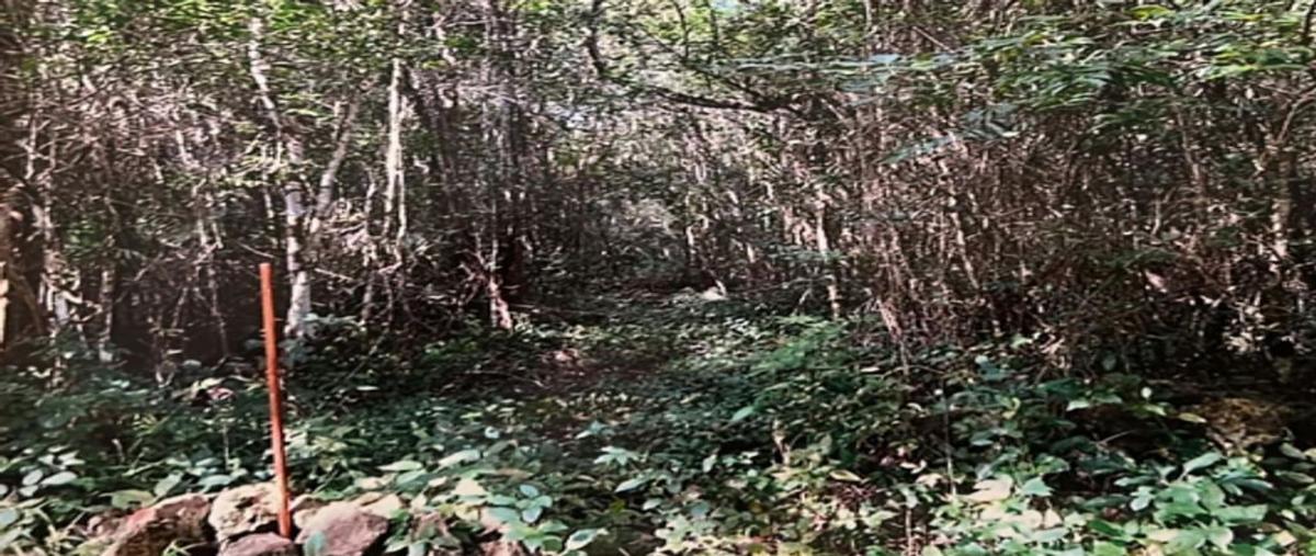 Foto de terreno habitacional en venta en ruta de los cenotes , joaquín zetina gasca, puerto morelos, quintana roo, 0 No. 03