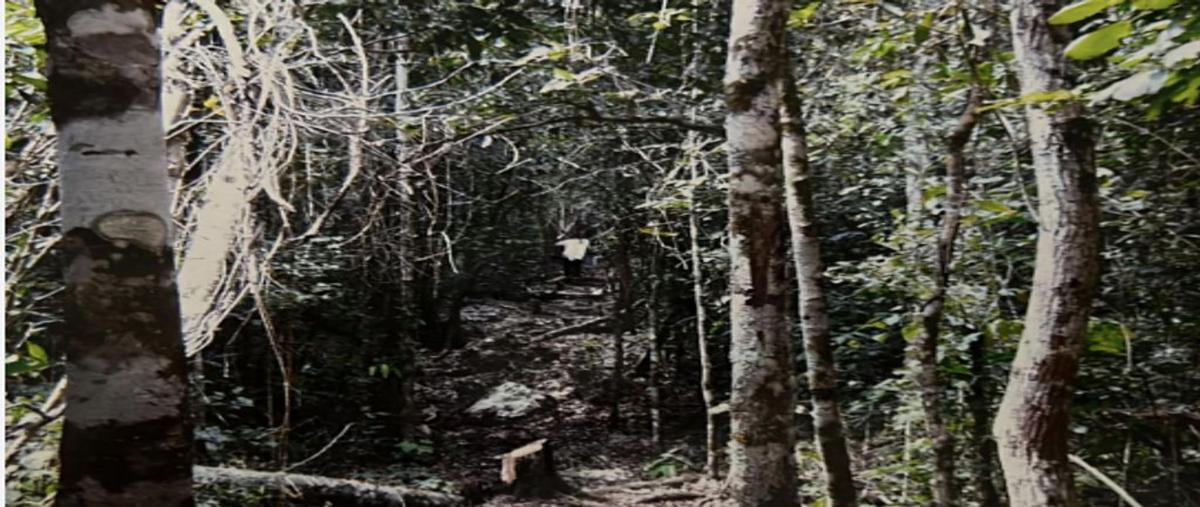 Foto de terreno habitacional en venta en ruta de los cenotes , joaquín zetina gasca, puerto morelos, quintana roo, 0 No. 04
